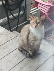 Lost Female Cat last seen Mountain Rd, Carlisle, PA 17015