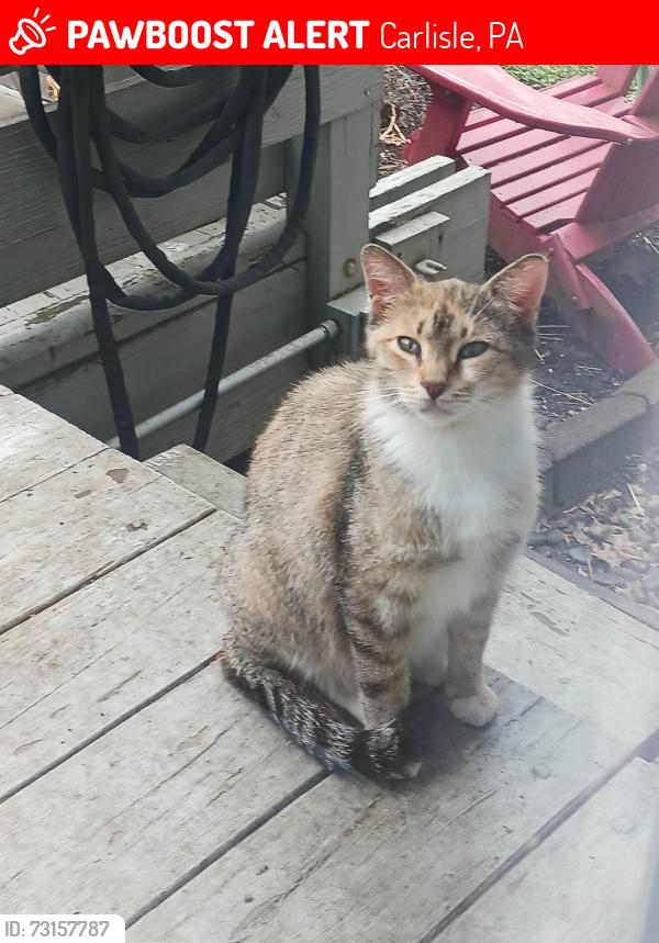 Lost Female Cat last seen Mountain Rd, Carlisle, PA 17015