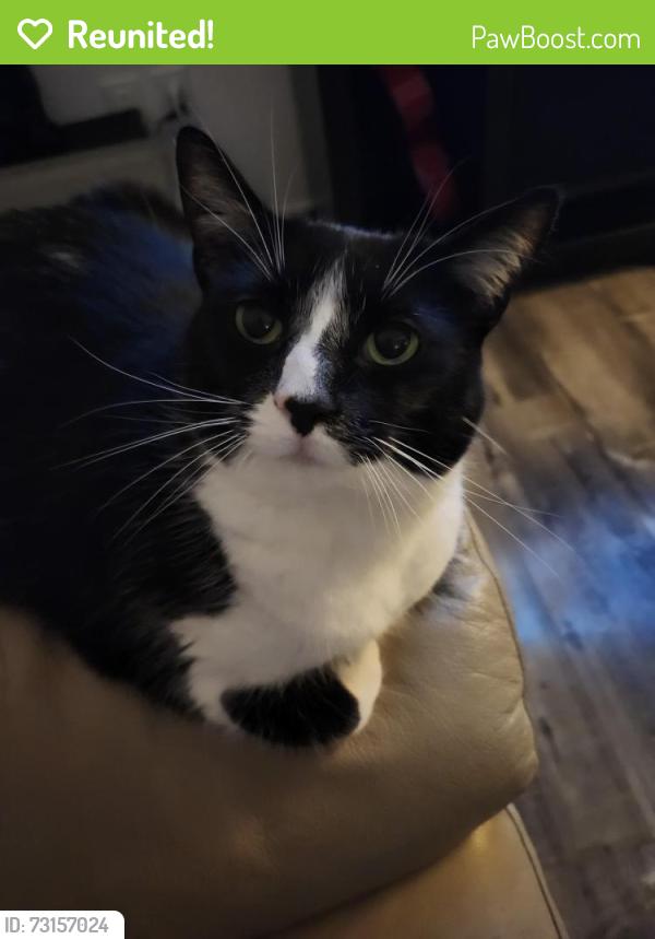 Reunited Female Cat last seen Jalna and chalkstone, London, ON N6E 3Z9