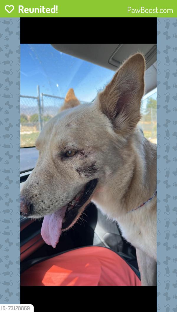 Reunited Male Dog last seen Vincent Ave and Rowland, West Covina, CA 91790