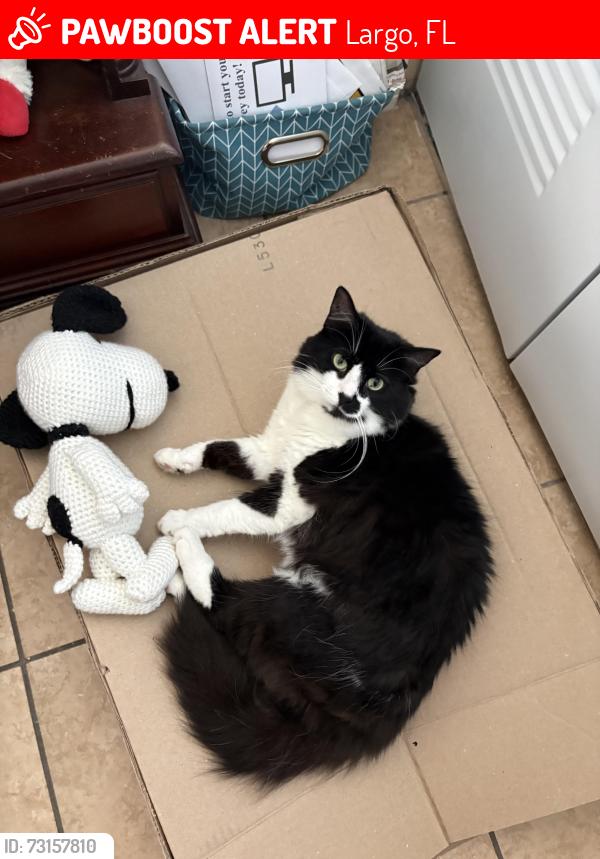Lost Female Cat last seen Belcher rd S and 113th ave N, Largo, FL 33773