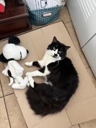 Lost Female Cat last seen Belcher rd S and 113th ave N, Largo, FL 33773