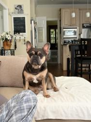 Lost Female Dog last seen Cool breeze way & summer breeze lane, Fredericksburg, VA 22406