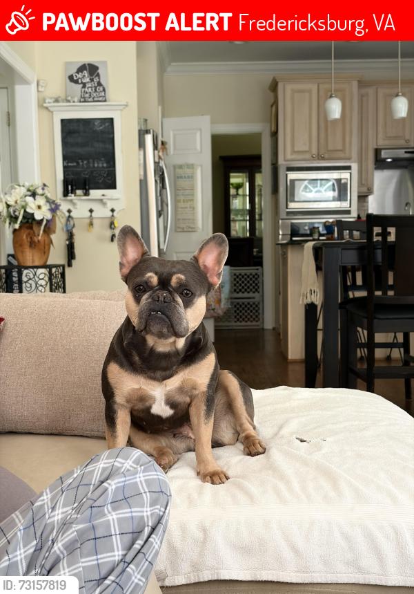 Lost Female Dog last seen Cool breeze way & summer breeze lane, Fredericksburg, VA 22406