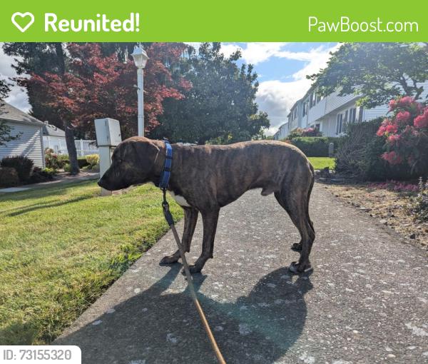 Reunited Male Dog last seen Channing heights Park, Beaverton, OR 97008