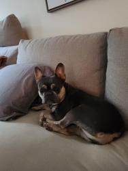 Reunited Female Dog last seen truslow rd/ cool breeze way, Fredericksburg, VA 22406