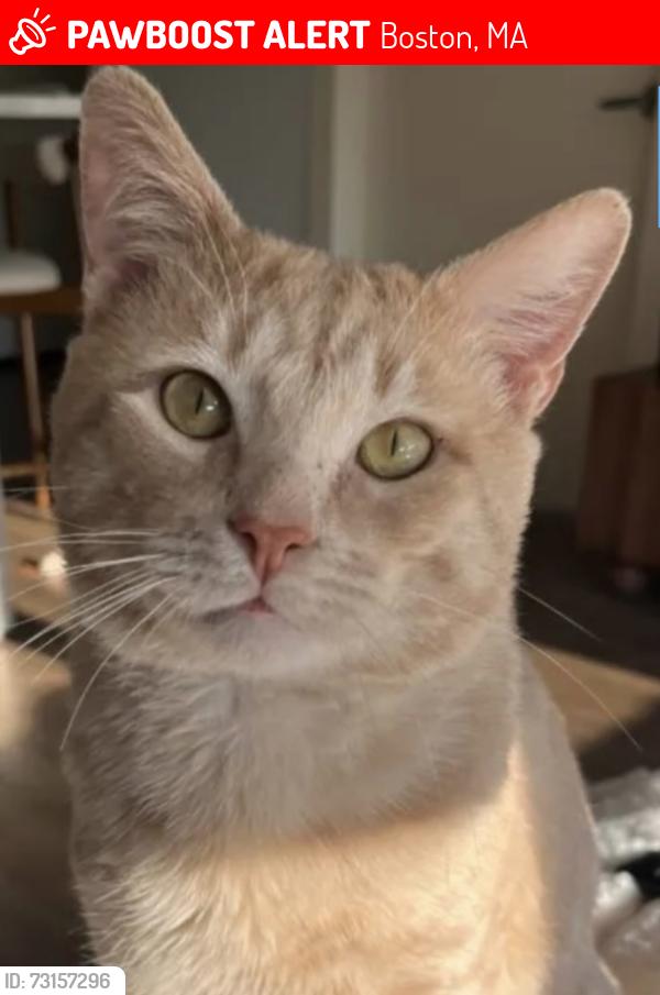 Lost Male Cat last seen Glenellen Rd and Stimson St., West Roxbury, Ma, Boston, MA 02132