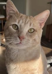 Lost Male Cat last seen Glenellen Rd and Stimson St., West Roxbury, Ma, Boston, MA 02132