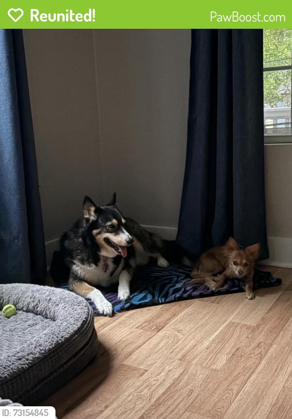 Reunited Female Dog last seen Addington Dr NW, Georgia 30101, USA, Cobb County, GA 30101