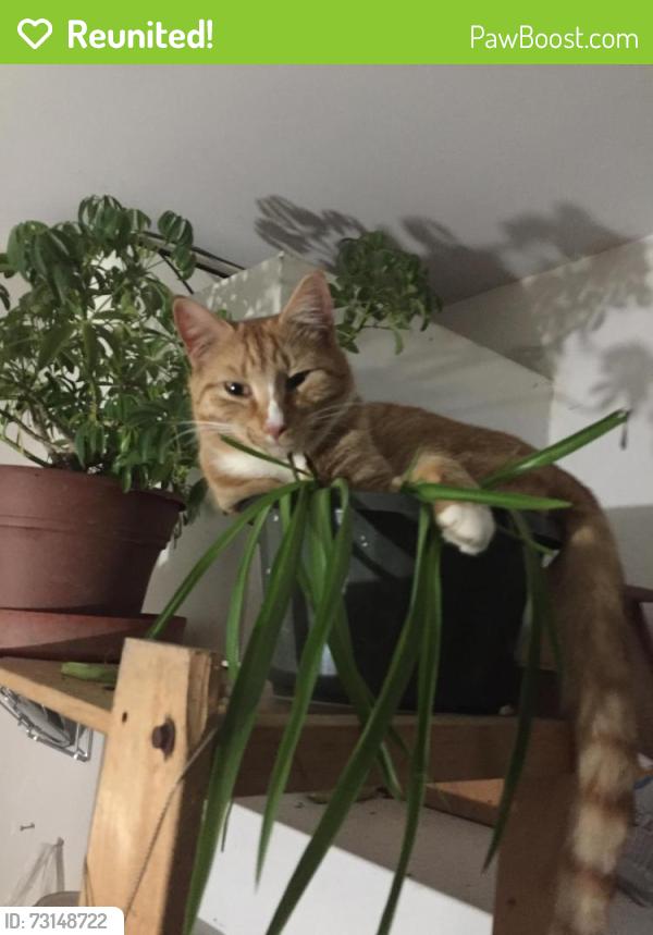 Reunited Male Cat last seen Thoms Run Road, South Fayette Township, PA 15142