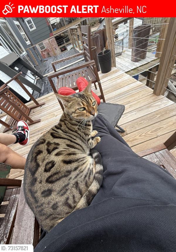 Lost Female Cat last seen Onteora, Winston, Raleigh, Asheville, NC 28803