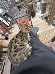 Lost Female Cat last seen Onteora, Winston, Raleigh, Asheville, NC 28803