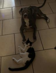 Lost Female Dog last seen 67th and Bethany Home Rd, Glendale, AZ 85301