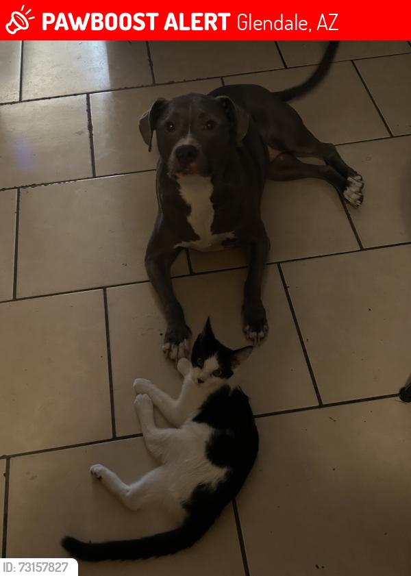 Lost Female Dog last seen 67th and Bethany Home Rd, Glendale, AZ 85301