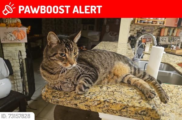 Lost Male Cat last seen Summit and Victoria woods, West Palm Beach, FL 33415