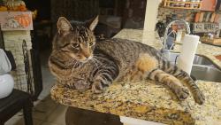 Lost Male Cat last seen Summit and Victoria woods, West Palm Beach, FL 33415