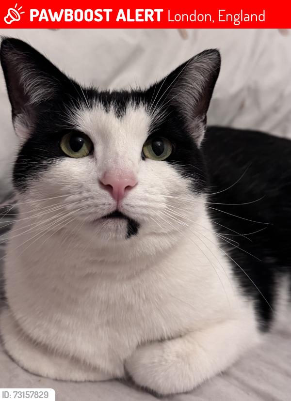 Lost Female Cat last seen Chilver street, London, England 