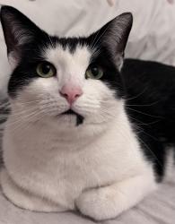Lost Female Cat last seen Chilver street, London, England 