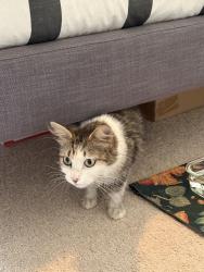 Found/Stray Female Cat last seen Meyerland Mall, Beechnut Street, Houston, TX 77056
