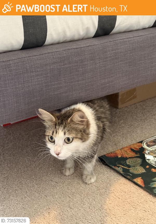 Found/Stray Female Cat last seen Meyerland Mall, Beechnut Street, Houston, TX 77056
