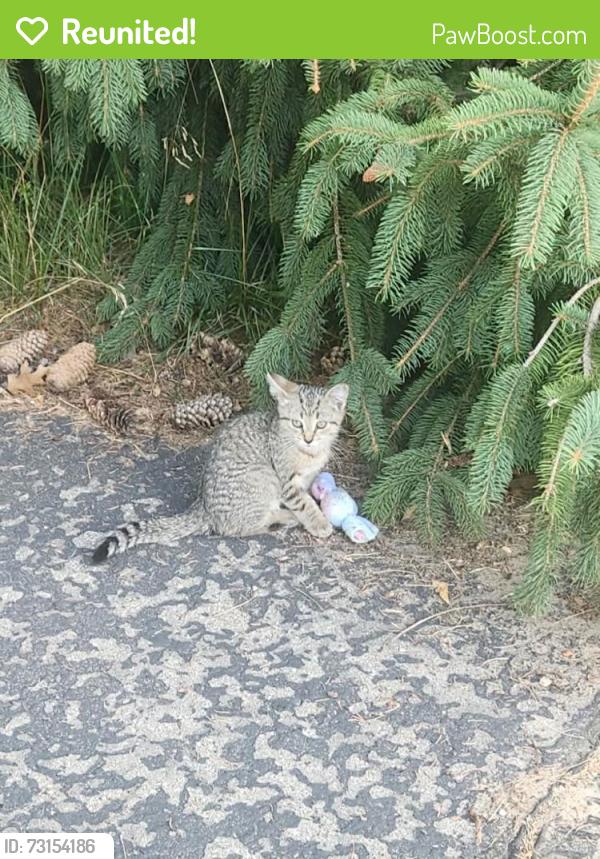 Reunited Male Cat last seen 14th avenue, Craigs way, Hudsonville, MI 49426