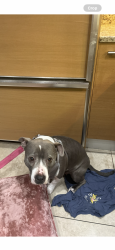 Lost Female Dog last seen Las Vegas, Clark County, NV 89109