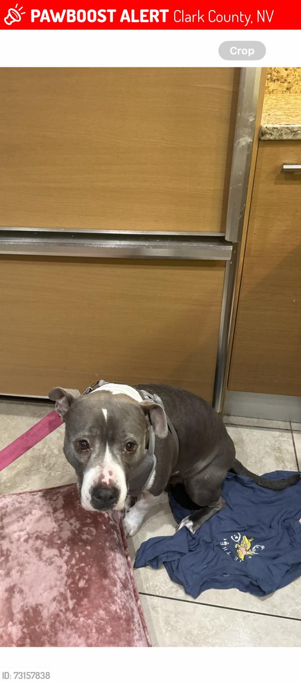 Lost Female Dog last seen Las Vegas, Clark County, NV 89109