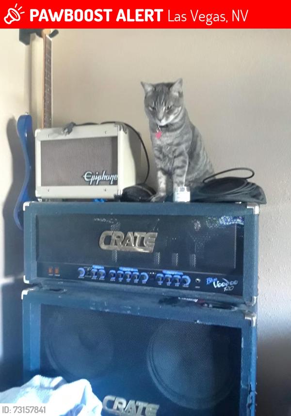 Lost Male Cat last seen Flamingo @ el capitan, Las Vegas, NV 89147