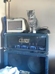 Lost Male Cat last seen Flamingo @ el capitan, Las Vegas, NV 89147