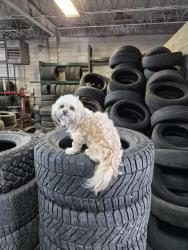 Reunited Male Dog last seen Jefferson and Acacia, Harrison Township, MI 48045
