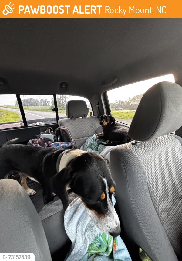 Found/Stray Female Dog last seen Off of highway 95, Rocky Mount, NC 27801