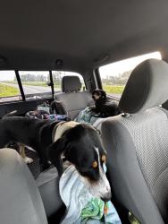 Found/Stray Female Dog last seen Off of highway 95, Rocky Mount, NC 27801