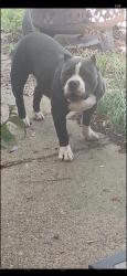 Lost Female Dog last seen S polk an 20, Dallas, TX 75232