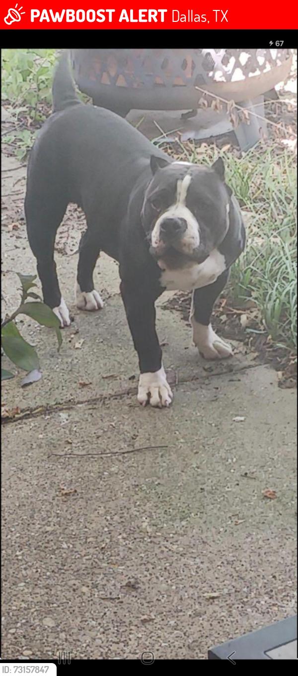 Lost Female Dog last seen S polk an 20, Dallas, TX 75232