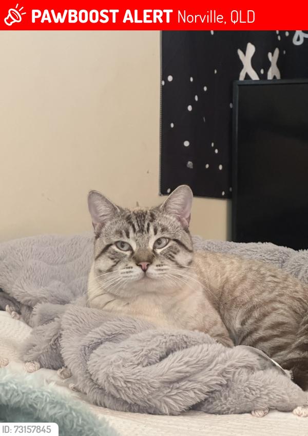 Lost Male Cat last seen Wynter st Walkervale, Norville, QLD 4670