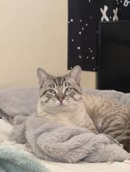 Lost Male Cat last seen Wynter st Walkervale, Norville, QLD 4670
