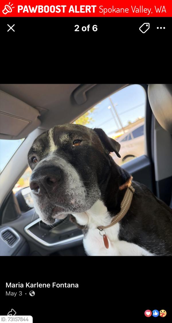 Lost Male Dog last seen 4th and Bradley, Spokane Valley, WA 99212