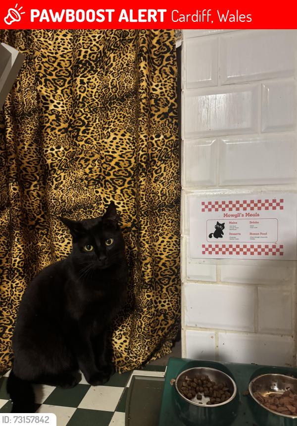 Lost Male Cat last seen Spring Gardens Terrace / Beresford Road, Cardiff, Wales 