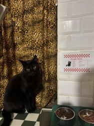 Lost Male Cat last seen Spring Gardens Terrace / Beresford Road, Cardiff, Wales 