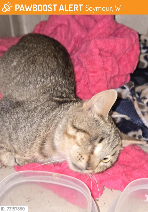 Found/Stray Male Cat last seen By O'Reilly Auto Parts in Seymour, Seymour, WI 54165