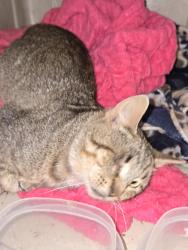 Found/Stray Male Cat last seen By O'Reilly Auto Parts in Seymour, Seymour, WI 54165