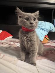Reunited Female Cat last seen Chapman Ave, Garden Grove, CA 92842
