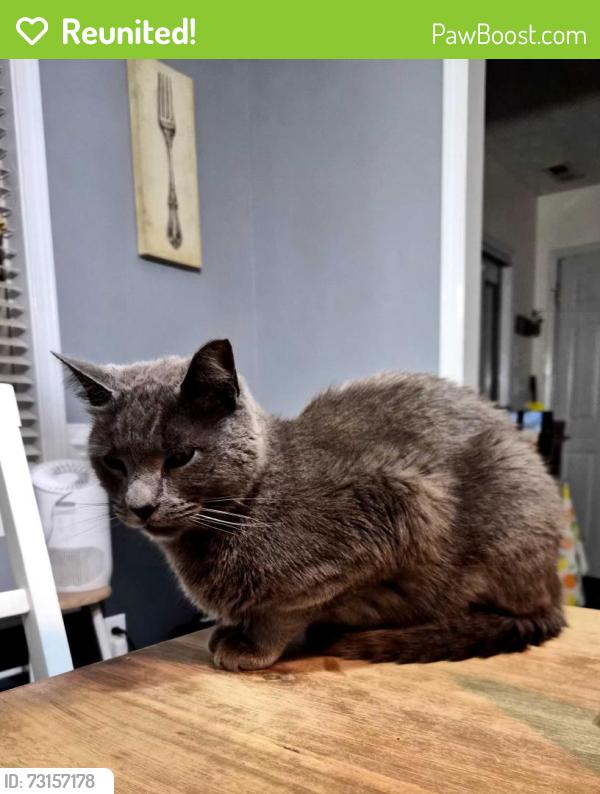 Reunited Male Cat last seen Alpine, Barbecue, NC 27332