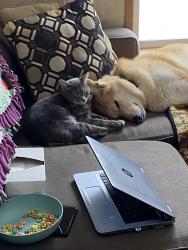Lost Male Cat last seen NY 3 & Fish Road, Mexico, NY 13114