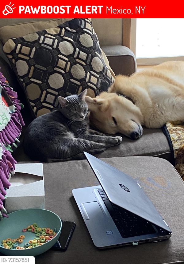 Lost Male Cat last seen NY 3 & Fish Road, Mexico, NY 13114