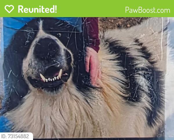 Reunited Male Dog last seen Mill creek rd rocky face ga, Whitfield County, GA 30740