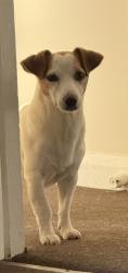 Lost Male Dog last seen Carlyle roas, Greater London, England 