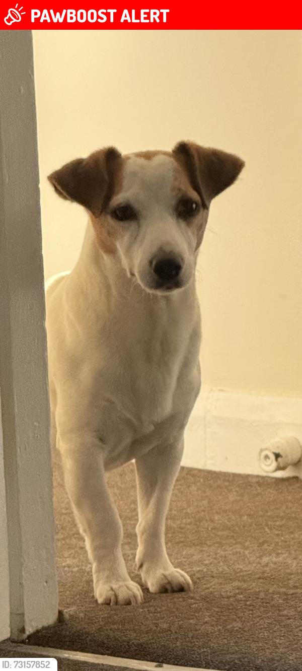 Lost Male Dog last seen Carlyle roas, Greater London, England 