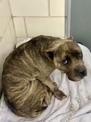 Shelter Stray Female Dog last seen CHARLOTTE, 8315 Byrum Dr, Charlotte, NC 28217, USA