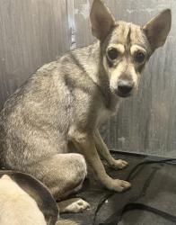 Shelter Stray Female Dog last seen Near BLOCK OLNEY, 4710 TX-151, San Antonio, TX 78227, USA
